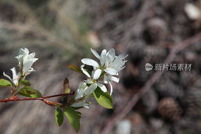 萨斯卡通浆果(Amelanchier alnifolia)在春天开花。